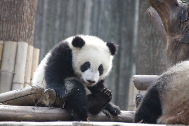 Chengdu Panda Üssü, Çin 'de küçük mutlu bir panda.
