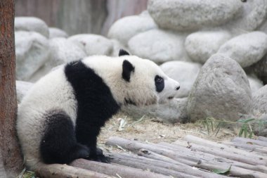 Chengdu Panda Üssü, Çin 'de Küçük Yumuşak Panda