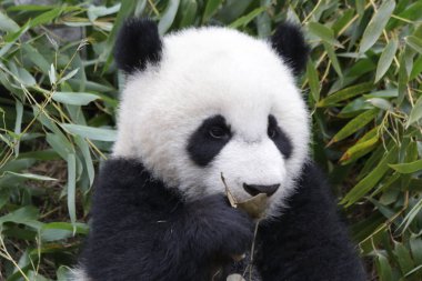 Chengdu Panda Üssü, Çin 'de Küçük Yumuşak Panda