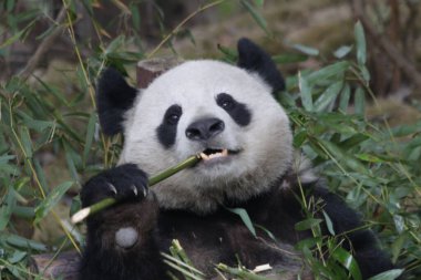 Chengdu Panda Üssü, Çin 'deki Küçük Panda