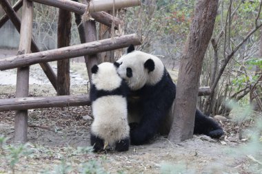 Panda Ana 'nın Değerli Anı ve Yavrusu, Chengdu Panda Üssü, Çin