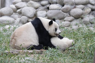 Yumuşak Panda yeşil bahçede dinleniyor.