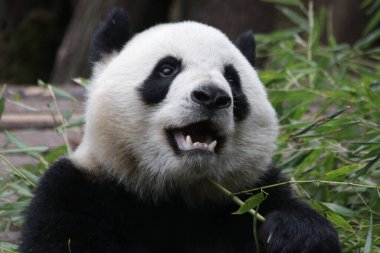 Panda 'nın Yüz Portresi, Chengdu Panda Üssü