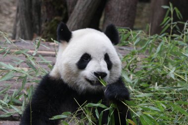 Mutlu Panda Bambu Yaprakları Yiyor, Chengdu Panda Üssü, Çin