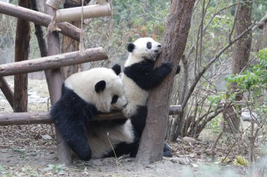 Panda Ana 'nın Değerli Anı ve Yavrusu, Chengdu Panda Üssü, Çin