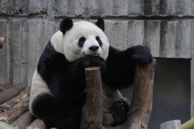 Close up Fluffy Panda Sleeping on the wood log, Chengdu Panda Base, China