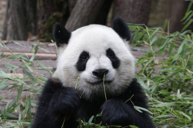 Mutlu Panda Yeme Bambu, Chengdu Panda Üssü, Çin