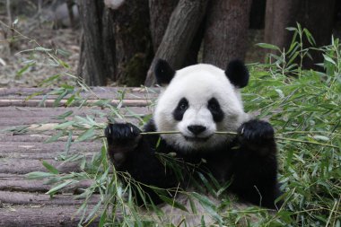 Mutlu Panda Yeme Bambu, Chengdu Panda Üssü, Çin