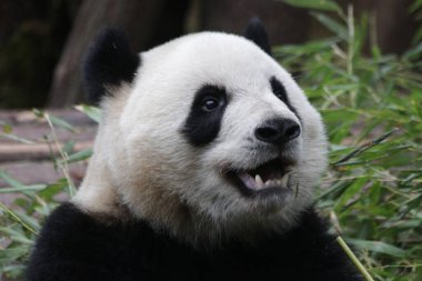 Mutlu Panda Yeme Bambu, Chengdu Panda Üssü, Çin