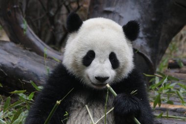 Mutlu Panda Yeme Bambu, Chengdu Panda Üssü, Çin
