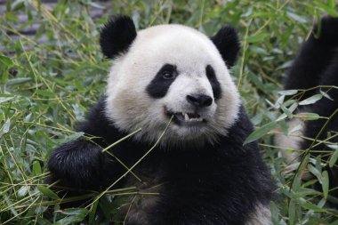 Mutlu Panda Yeme Bambu, Chengdu Panda Üssü, Çin