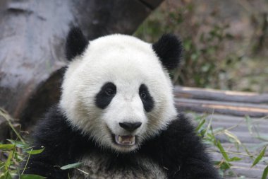 Chengdu Panda Üssü, Çin 'deki Küçük Panda