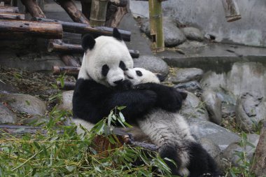 Panda Anne ve Yavrusu Chengdu Panda Üssü 'nün değerli anı.