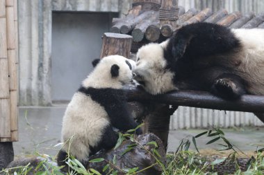 Panda Ana 'nın Değerli Anı ve Yavrusu, Chengdu Panda Üssü, Çin