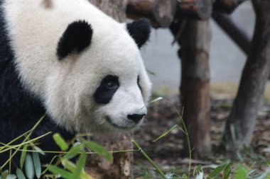 Panda, Chengdu Panda Üssü, Çin