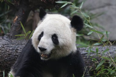 Mutlu Fluffy Panda Chengdu Panda Üssü, Çin