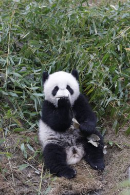 Lovely Pose on Little Panda in Chengdu Panda Base, China clipart