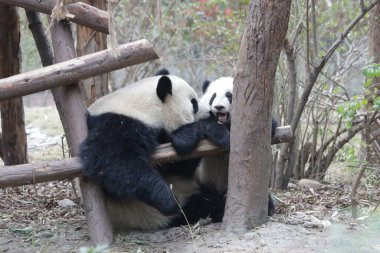 Panda Ana 'nın Değerli Anı ve Yavrusu, Chengdu Panda Üssü, Çin