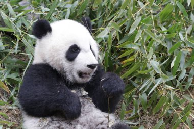 Chengdu Panda Üssü, Çin 'deki Küçük Panda Panda' yı kapatın.