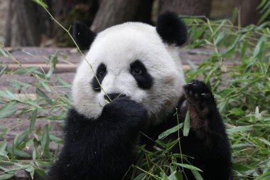 Bambu yaprakları yerken küçük pandanın komik duruşu