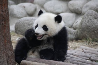 Chengdu Panda Üssü, Çin 'deki Küçük Panda Panda' yı kapatın.
