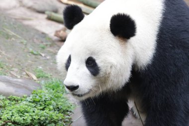 Mutlu Fluffy Panda Chengdu Panda Üssü, Çin