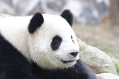 Panda, Chengdu Panda Üssü, Çin