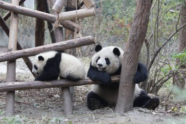 Panda Ana 'nın Değerli Anı ve Yavrusu, Chengdu Panda Üssü, Çin