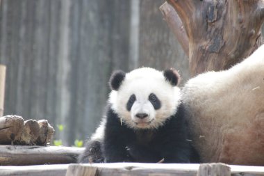 Şirin Liottle Panda, Kurt Dev Panda Doğa Koruma Alanı, Shenshuping, Çin