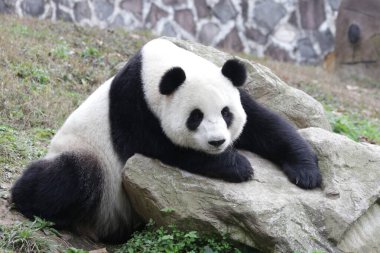 Şirin Panda çenesini kayanın üzerine koyarak rahatlıyor.