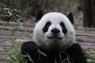Şirin Yumuşak Panda Bambu Yeme, Chengdu Panda Üssü, Çin