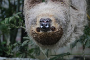 Şirin Tembel 'i kapat.