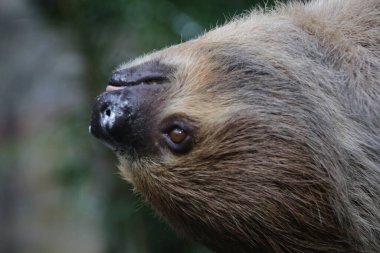 Şirin Tembel 'i kapat.