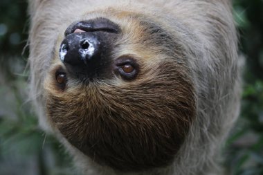 Şirin Tembel 'i kapat.