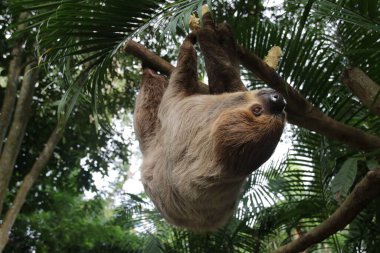 Şirin Tembel 'i kapat.