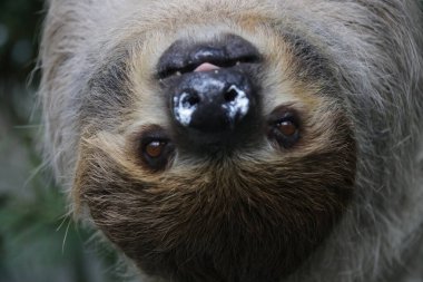 Şirin Tembel 'i kapat.