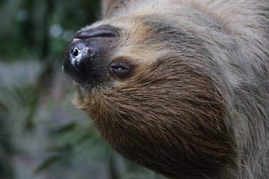 Şirin Tembel 'i kapat.
