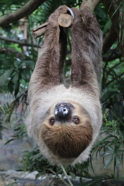 Şirin Tembel 'i kapat.
