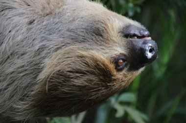 Şirin Tembel 'i kapat.