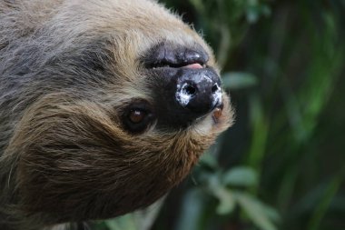 Şirin Tembel 'i kapat.