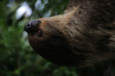 Şirin Tembel 'i kapat.
