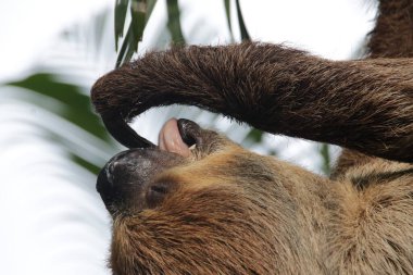 Şirin Tembel 'i kapat.