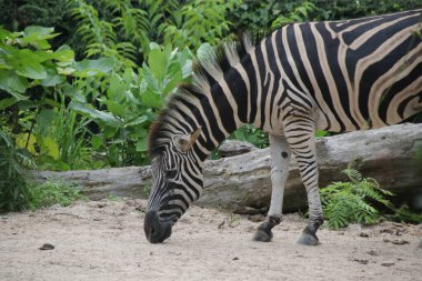 Bahçedeki Küçük Zebra 'yı kapat.