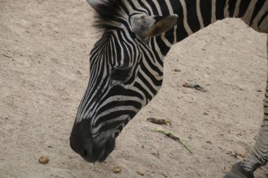 Bahçedeki Küçük Zebra 'yı kapat.