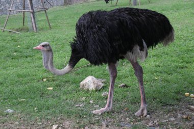 Green Yard 'da devekuşunu kapatın.