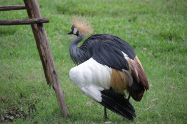 Siyah Taç-Turna, Balearica köşkü, yeşil bahçede.