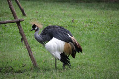 Siyah Taç-Turna, Balearica köşkü, yeşil bahçede.