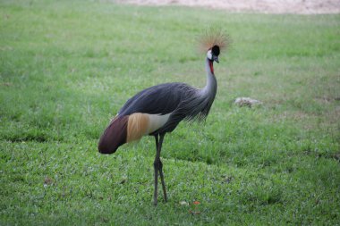 Siyah Taçlı Turna Kuşu, Balearica köşkü, yeşil bahçede.