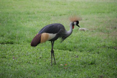 Siyah Taçlı Turna Kuşu, Balearica köşkü, yeşil bahçede.