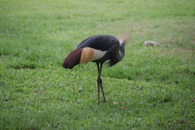 Siyah Taçlı Turna Kuşu, Balearica köşkü, yeşil bahçede.